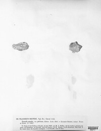 Placodium reuteri image